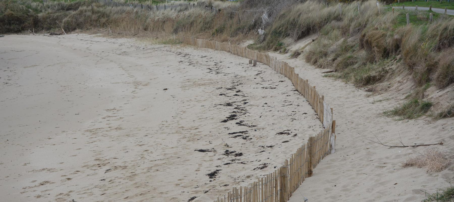 Ganivelle pour protéger les dunes