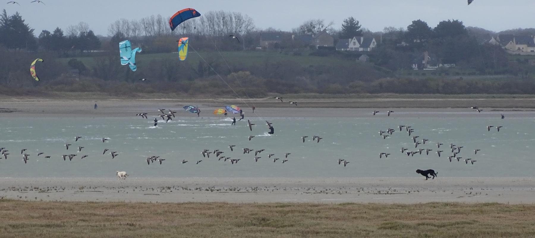 Photo dérangement oiseaux