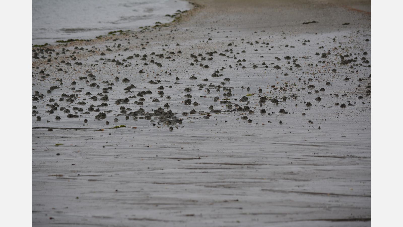 Bancs de sable à faible couverture d'eau permanente (UE1110)