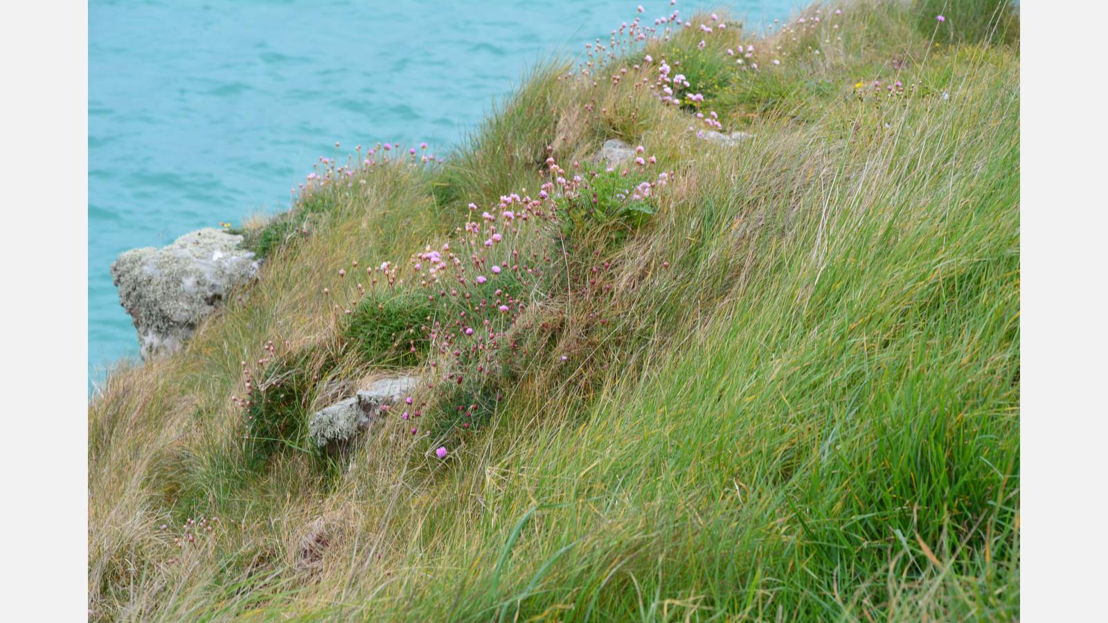 Falaises (UE1230) - Pointe du Chevet