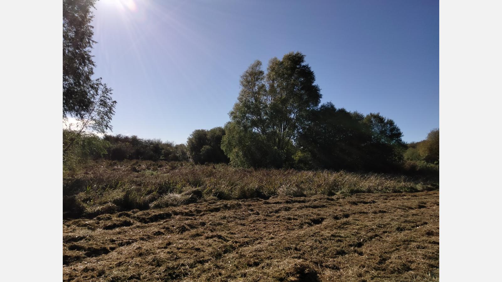 Tourbières basses alcalines (UE7230) - Tertre Corlieu