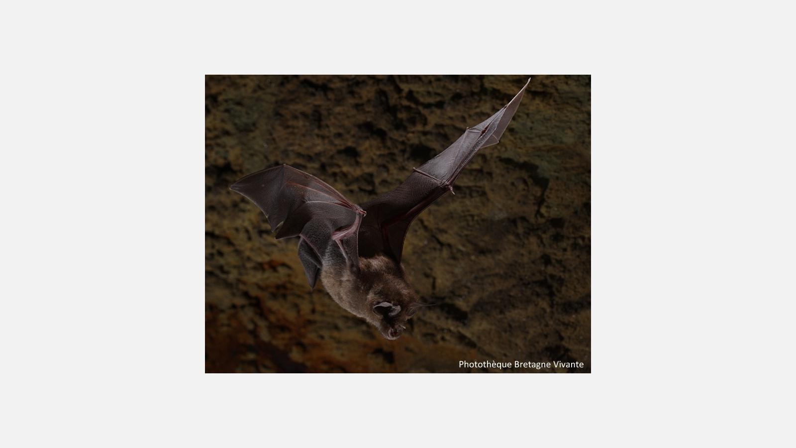 Grand rhinolophe